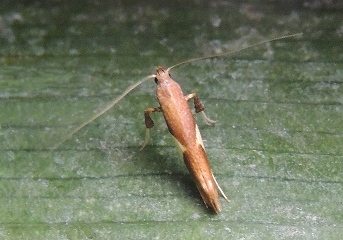 Caloptilia stigmatella Gracillariidae